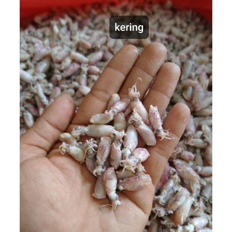 

[BAYAR DITEMPAT] Baby Cumi 0,5 - 1 cm 500 Gram
