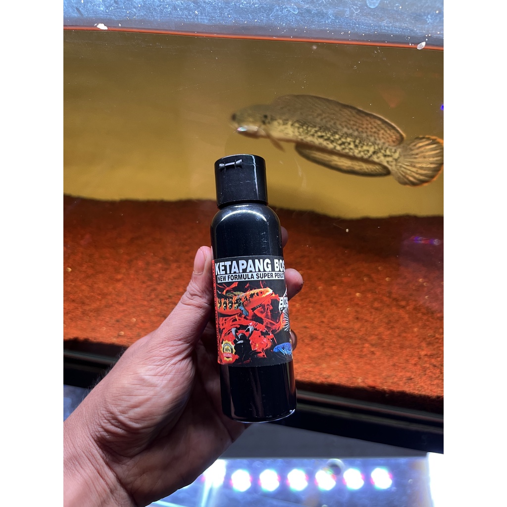 EKSTRAK KETAPANG BOS 100 ml ( KETAPANG LAUT LUMER BLACK WATER PROGRESS CHANNA)