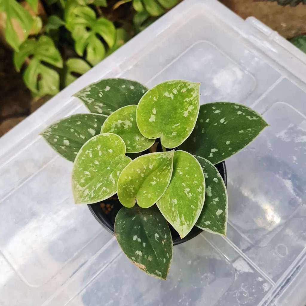 Tanaman Scindapsus Silvery Anne / skindapsus silver ane