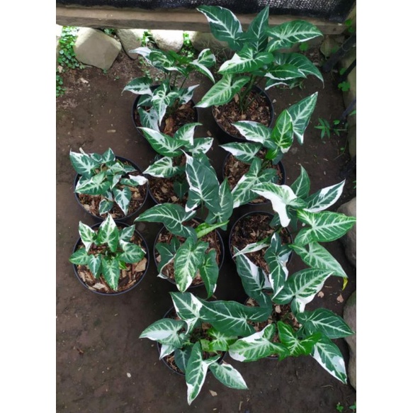 syngonium t25