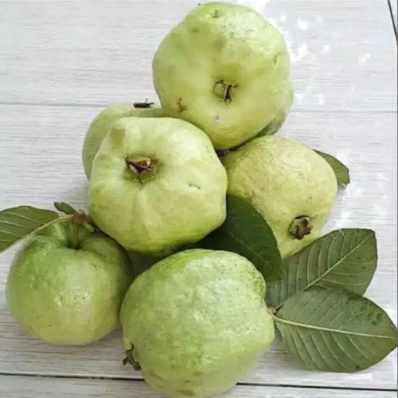 JAMBU | BUAH JAMBU | (KHUSUS SAMEDAY DAN INSTAN)