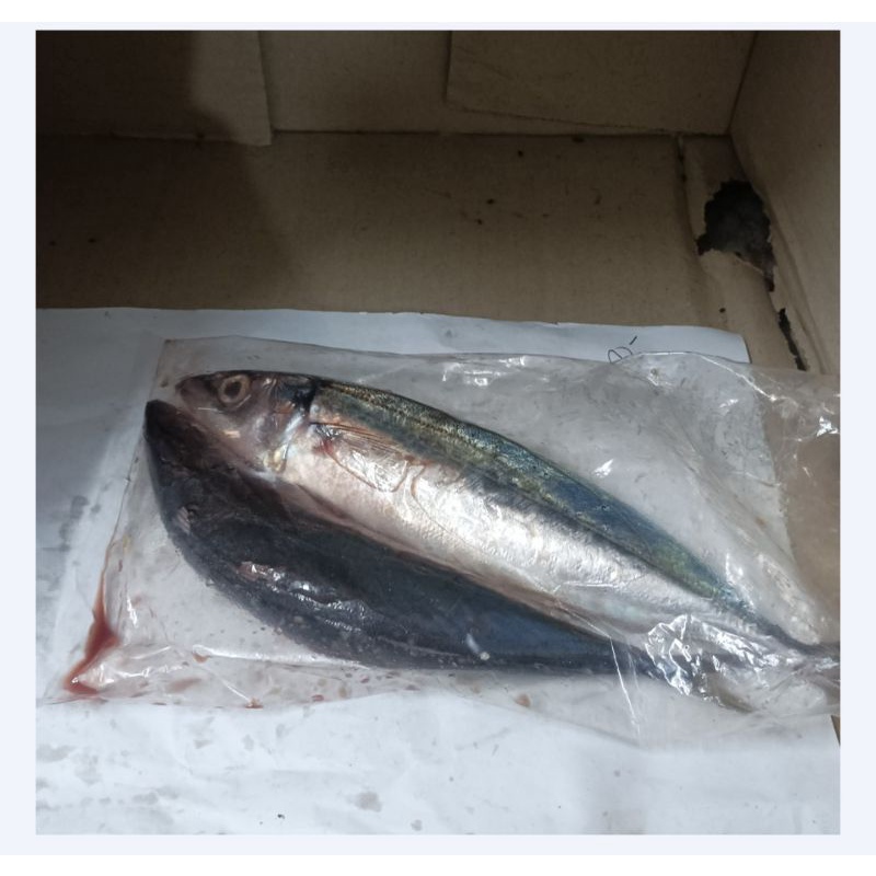

garansi.!! ikan patin, ikan Salem, bandeng presto, bandeng, kembung Belo, bawal, tongkol, kembung Banjar dan ikan tuna