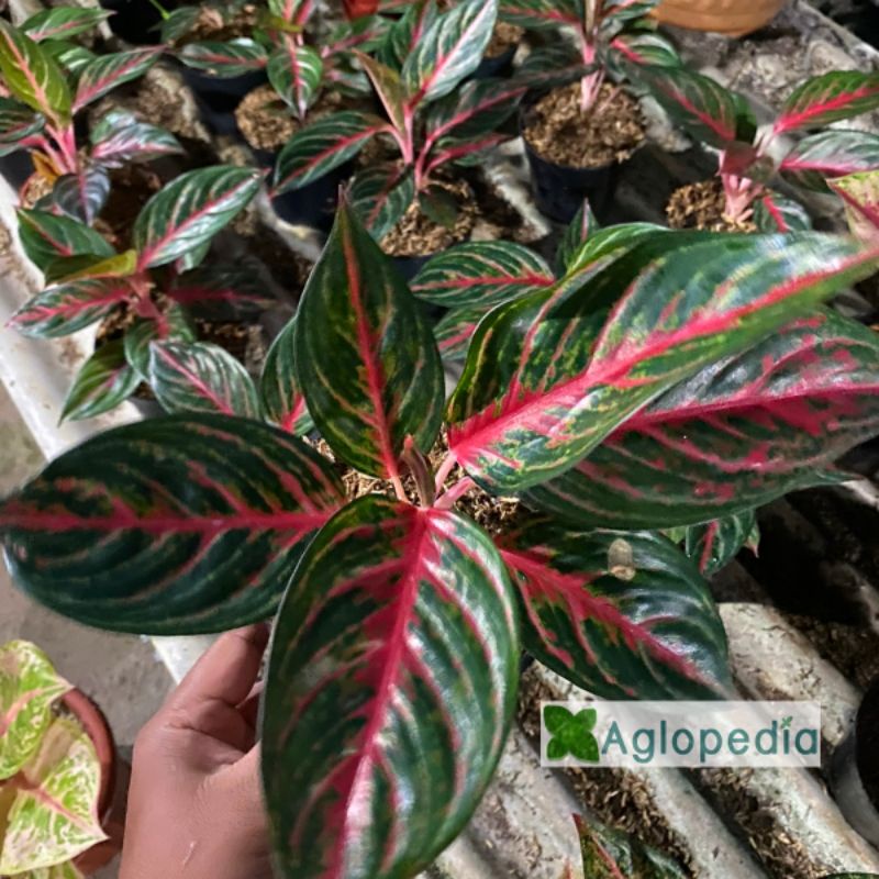 Aglonema Red Borju Lokal - Aglopedia