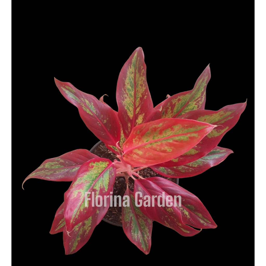 Tanaman Hias Aglonema Lipstik Siamaurora| Aglonema Lipstik Murah | Tanaman Hias Indoor | Aglonema Ja