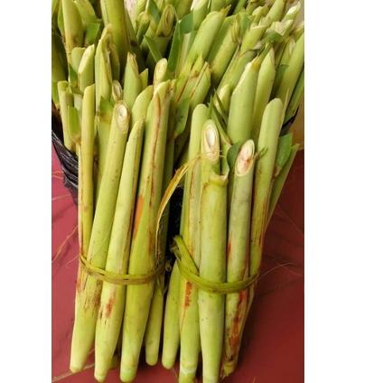 

KUKODE74 Terubuk / Tebu telur Murah Berat1Kg Good Product
