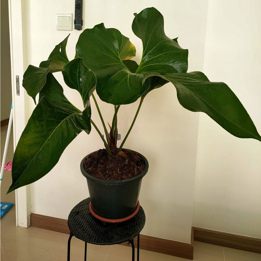 Anturium corong / Anthurium brownii
