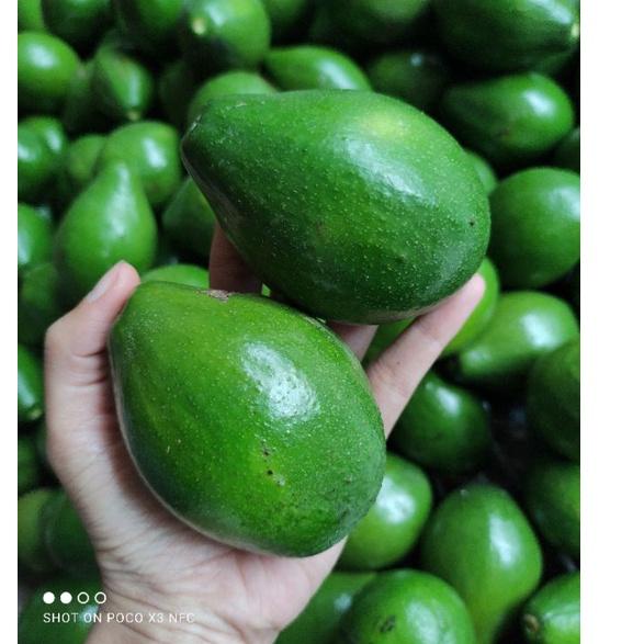 

PALING BAGUS Alpukat mentega (BUAH APUKAT) sekilo isi 6-7 up (harga 15.000) ✹ 862