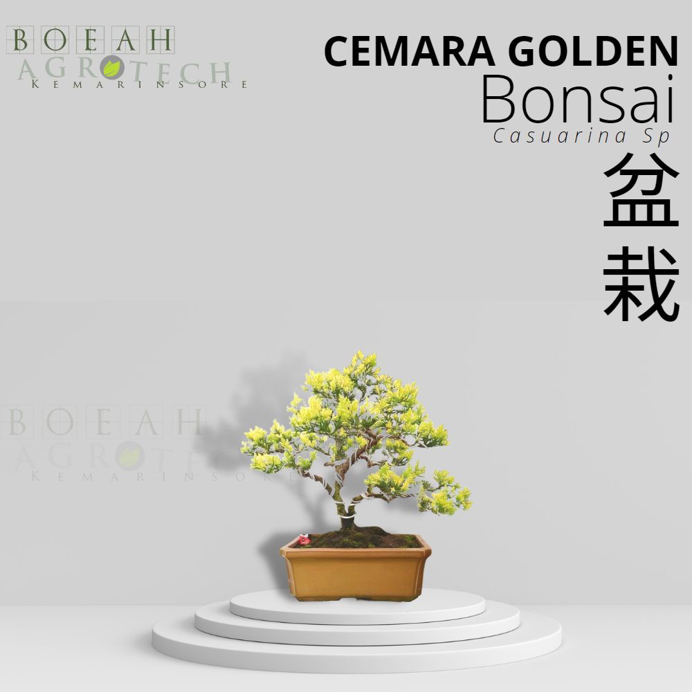 Tanaman Bonsai Hidup Cemara Golden Sudah Jadi Free Pot Siap Pajang