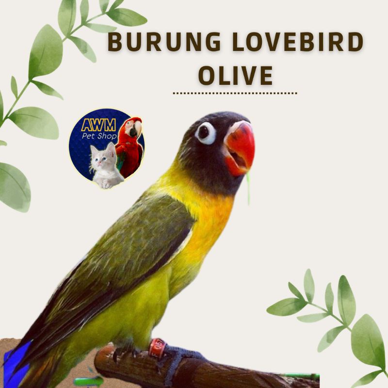 BURUNG LOVEBIRD OLIVE