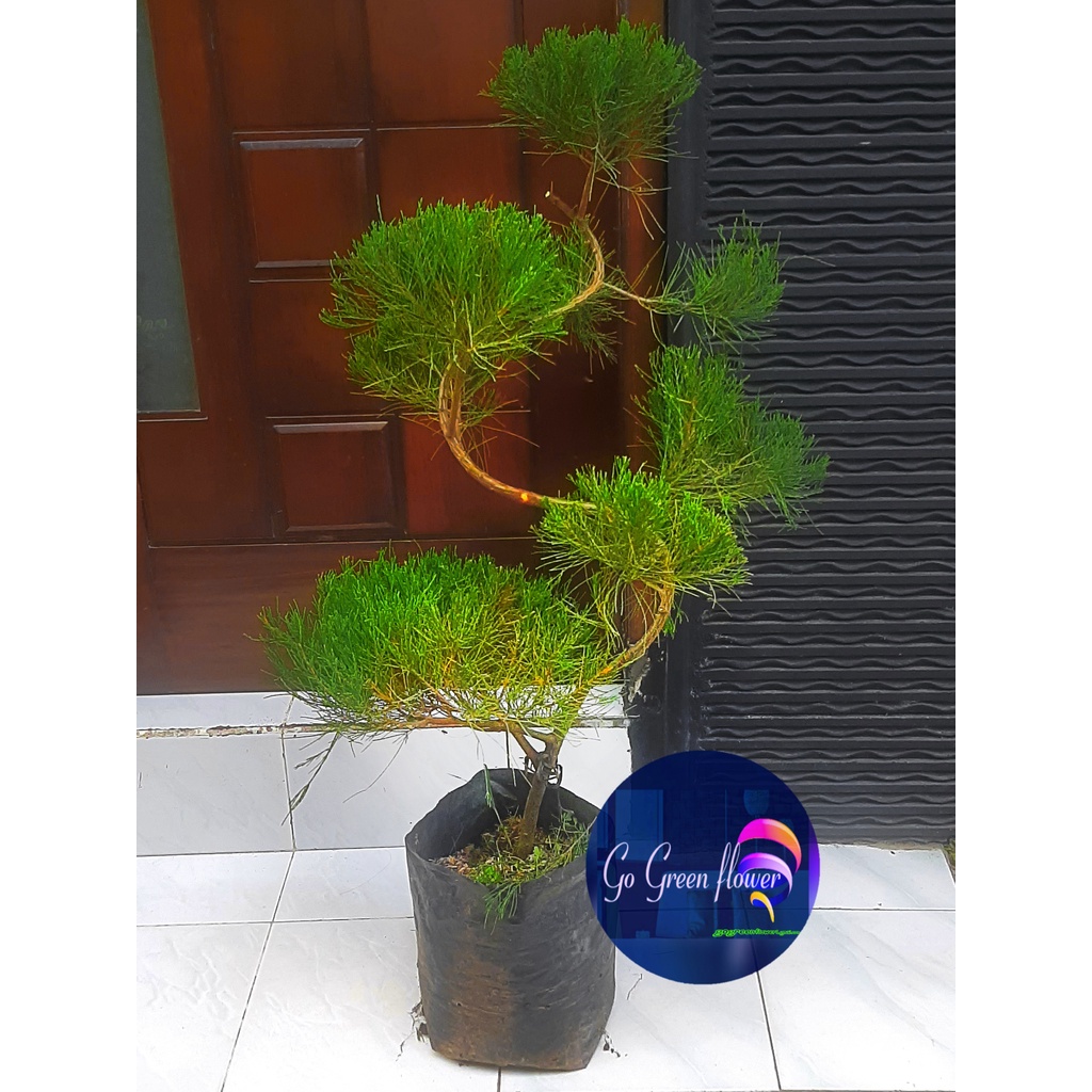CEMARA UDANG 1 mtr up Casuarina equisetifolia tinggi 1 mtr up TANAMAN HIAS GOGREEN FLOWER bunga tama