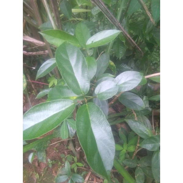 

daun cincau segar bahan minuman cincau