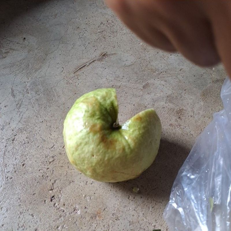 

jambu kristal