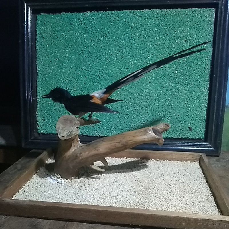 pengawetan burung murai