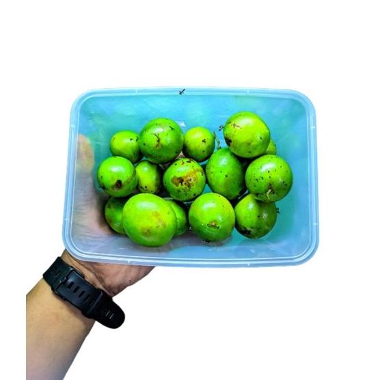 

[I-3&T ㊚] Buah Jatake Gandaria 500gr No po siap kirim-berkualitas