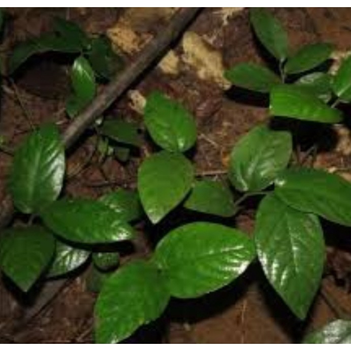 

herbal daun singa depa fresh 250gram