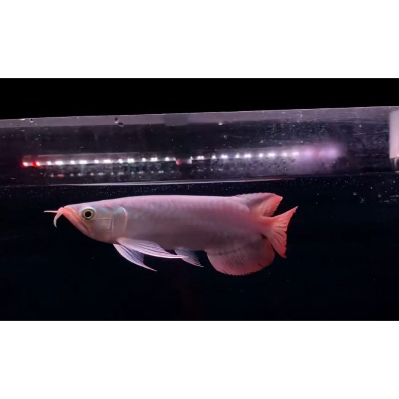ikan arwana super red 20-22 cm-+