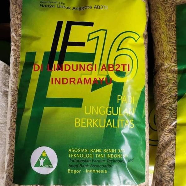 BENIH BIBIT IF 16 IF16 ORIGINAL ASLI AB2TI BOGOR BERAT 5KG
