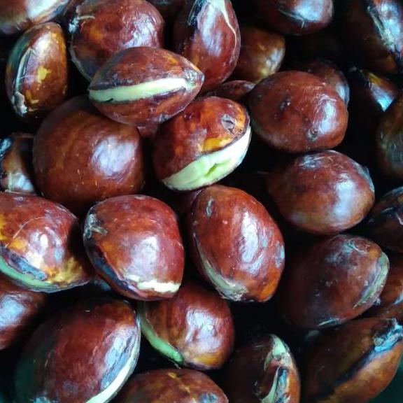 

☽ Jengkol tua 1kg ㅼ