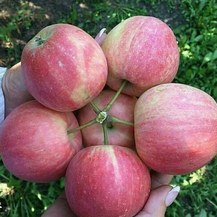 

SERBA MURAH bibit apel merah fuji ❀ 878