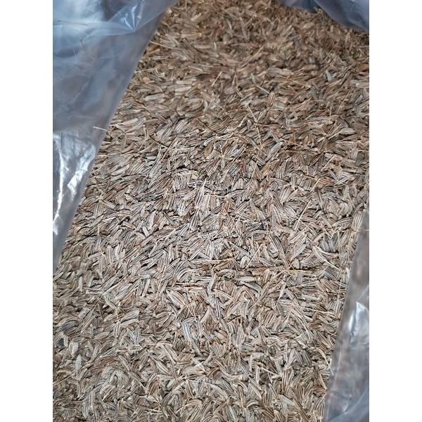 

JINTAN/KARAWAI SEED 250G