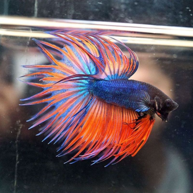 Crowntail Male Siz M beli 10+Bonus pakan