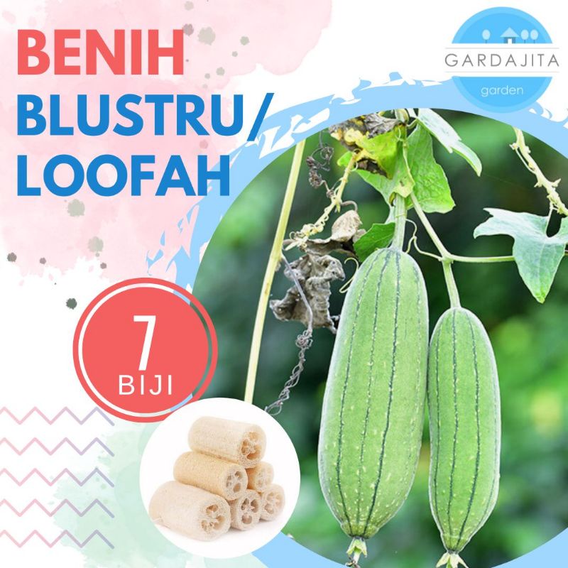 Benih BLUSTRU [isi-7] - Biji Bibit Sayur Loofah