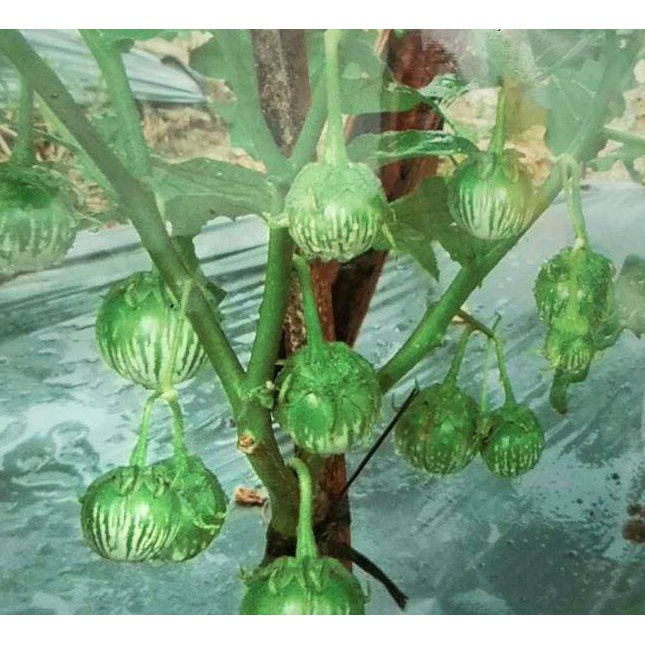 25 Benih Terong Lalap Hijau Bulat Sayuran Unggul Berkualitas - Bibit Tanaman Sayur Sayuran