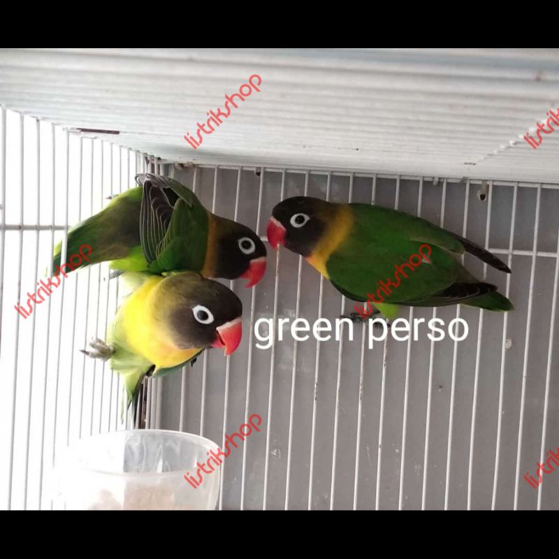 (Khusus Gosend / Grab Bandung) Lovebird Green Personata / Dakori