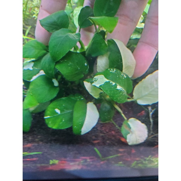 anubias