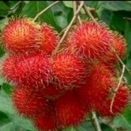 

Rambutan Binjay Manis Segar Buah Buahan Bandung.