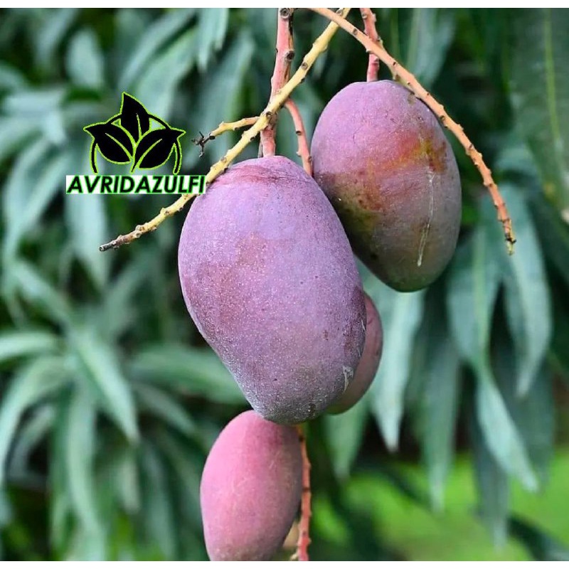 Bibit Mangga Irwin Hasil Okulasi Tinggi 1 Meter