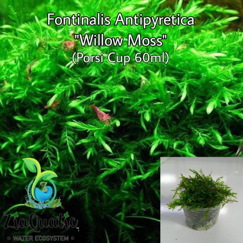 Tanaman Aquascape Willow Mos Porsi Cup 65ml