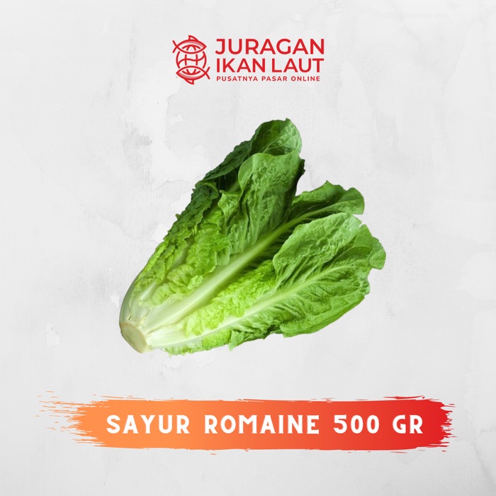 

Sayur Romaine Segar Berkualitas - 500 Gram