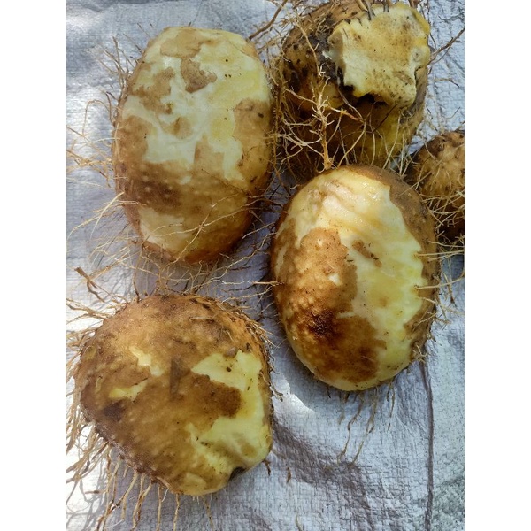 

ubi gadung segar per 2 kg