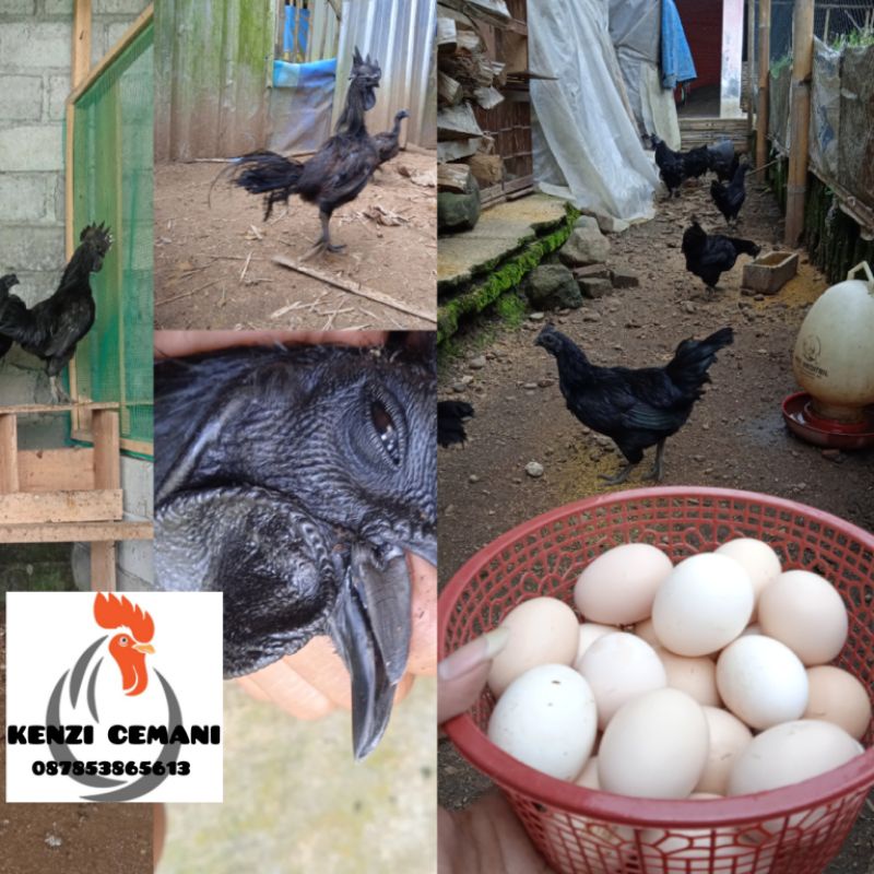 telur ayam cemani