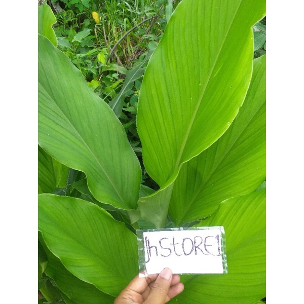 

daun kunyit (1 kg isi -+50 lembar) fresh segar daun kunir