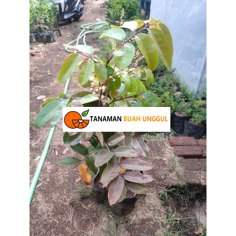 Bibit Kelengkeng Merah 1 meter batang besar super