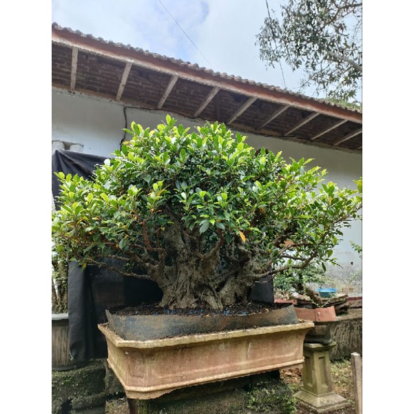 bonsai kimeng large bonsai ficus kimeng