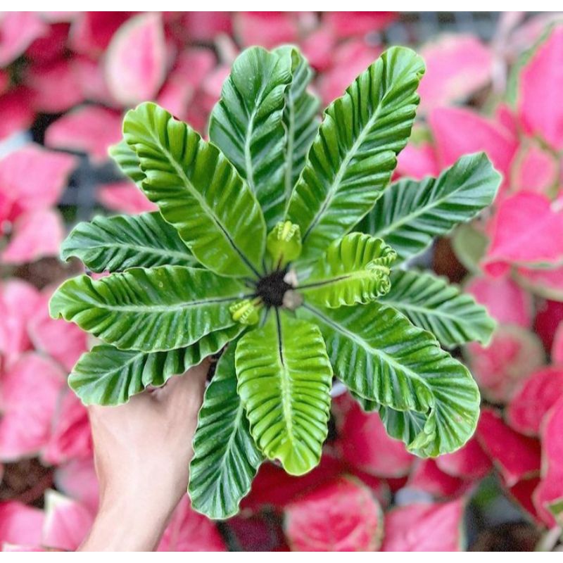 tanaman hias kadaka lasagna - asplenium cobra - kadaka lasagna - tanaman - kadaka kobra