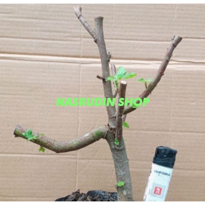 

[Fresh] BAHAN BONSAI PULUTAN / DANGKELAN PULUTAN / BONGGOL PULUTAN