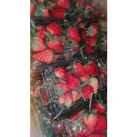 

Strawberry Fresh Kemasan 250gr