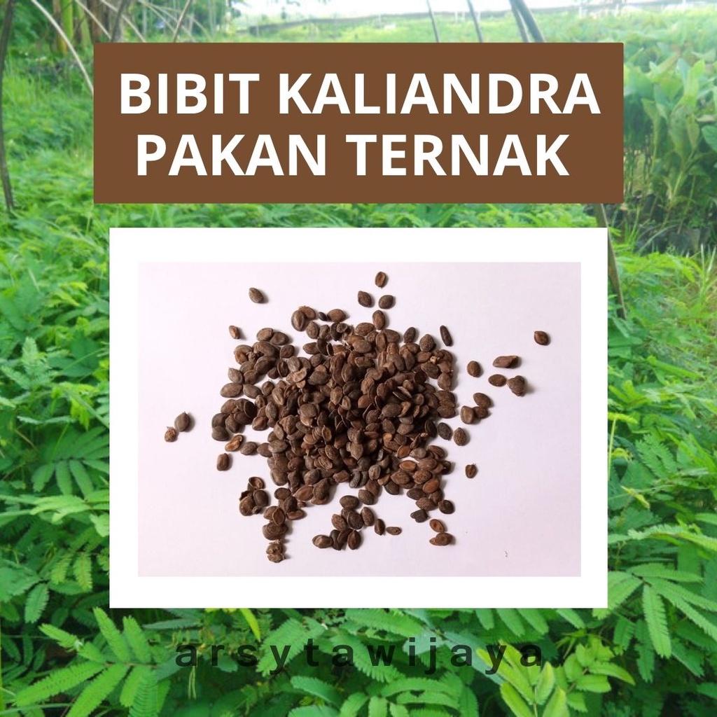 BIBIT KALIANDRA PAKAN TERNAK ASLI  1 kg - BENIH KALIANDRA