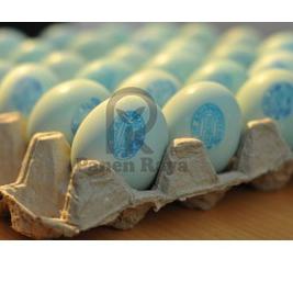 

ㄺ Telur Asin Telor Bebek Masir Siap Makan ㅆ