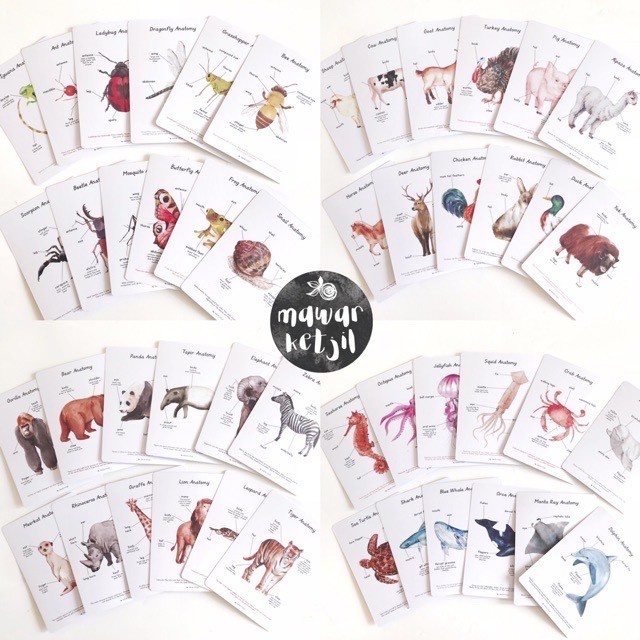 Card Flashcards - Anatomy Cards