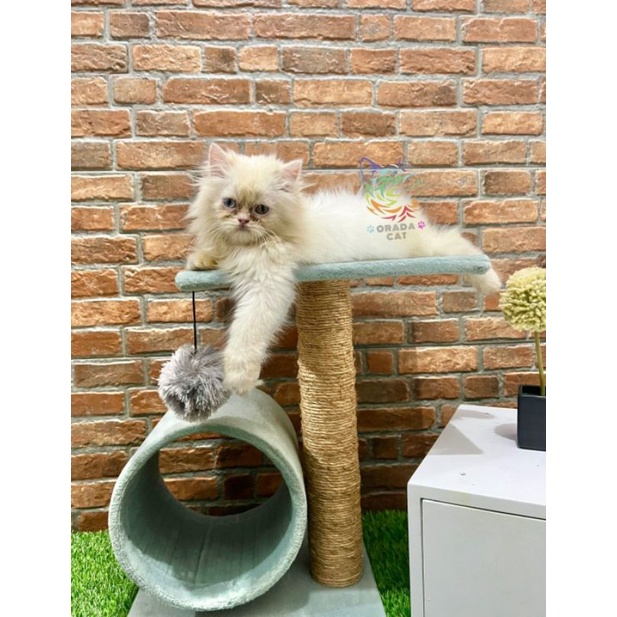 Kucing Persia White Solid Odd Eye Jantan Bulu Super Usia 2,5 bulan