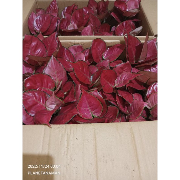 aglonema red anjamani jumbo