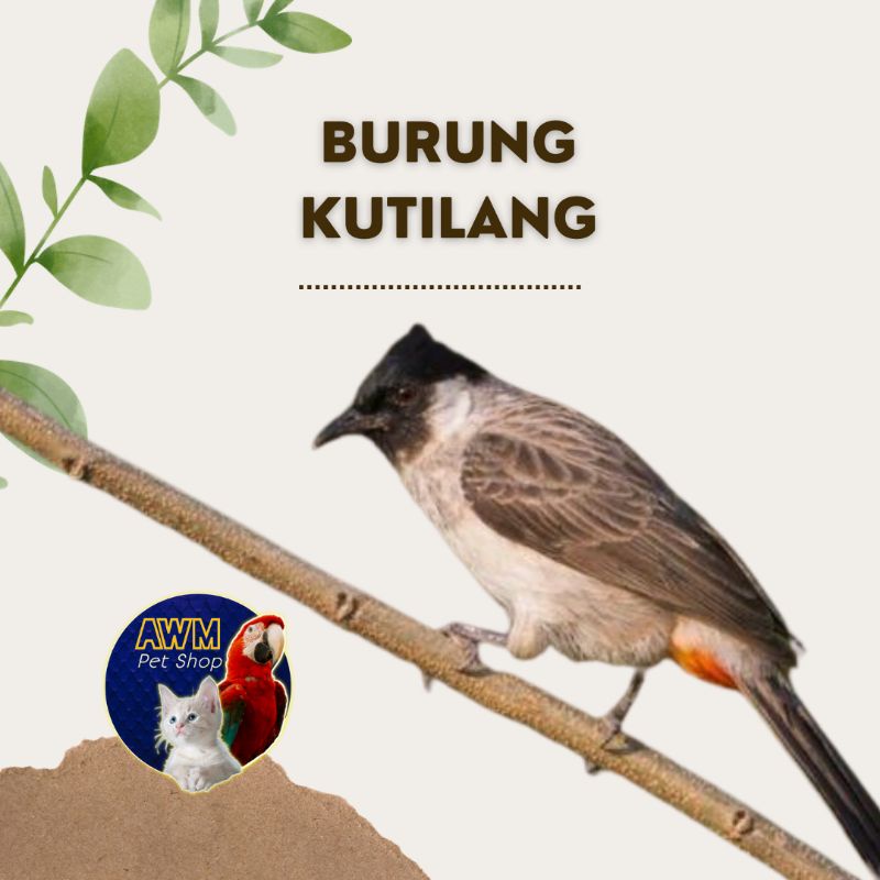 BURUNG KUTILANG LOLOHAN - DEWASA