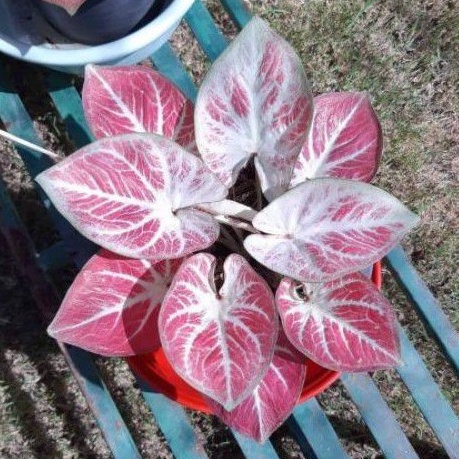 Caladium white bone/ bunga caladium white bone/  Tanaman Hias Hidup/ Tanaman Hias Murah Meriah/ Tana