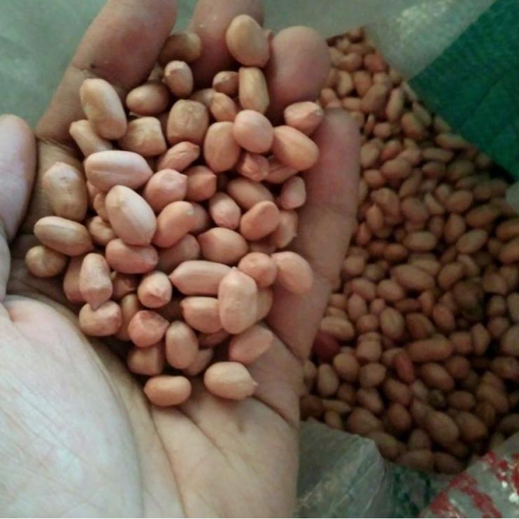 

♫ Kacang tanah kupas/ kacang lokal oce bersih 1kg/kacang mentah ➬