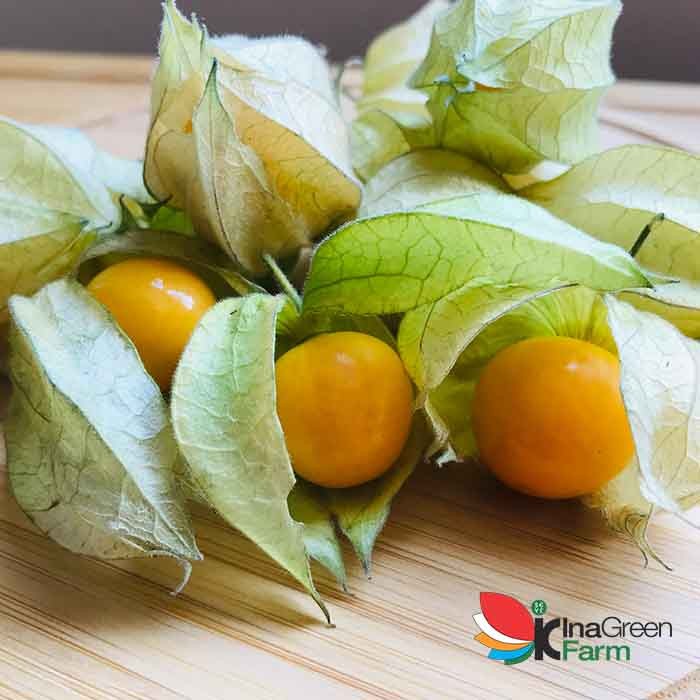 Inagreen Farm Bandung Golden Berry / Ciplukan Segar 100 Gram